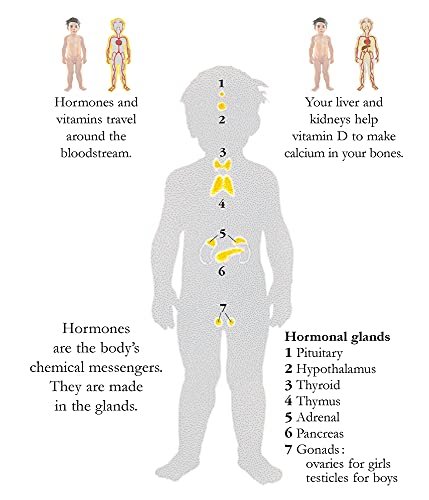 How The Body Works