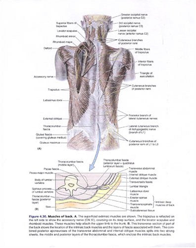 Clinically Oriented Anatomy