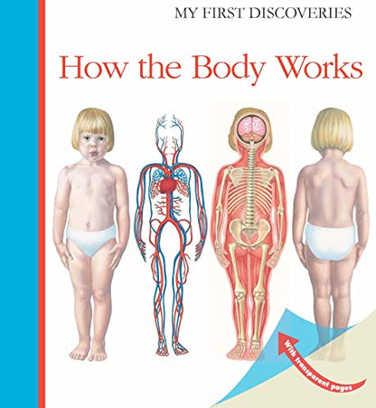 How The Body Works