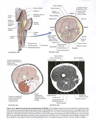 Clinically Oriented Anatomy