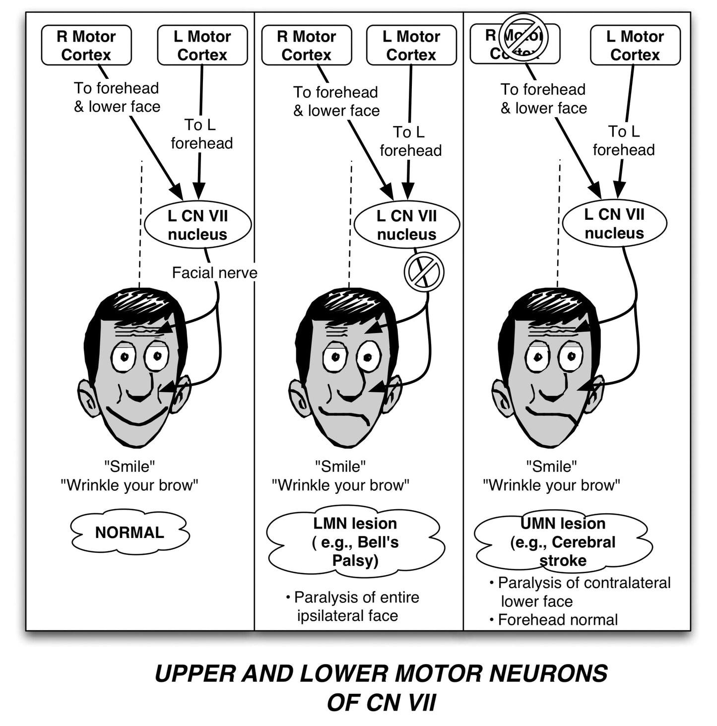 Clinical Pathophysiology Made Ridiculously Simple