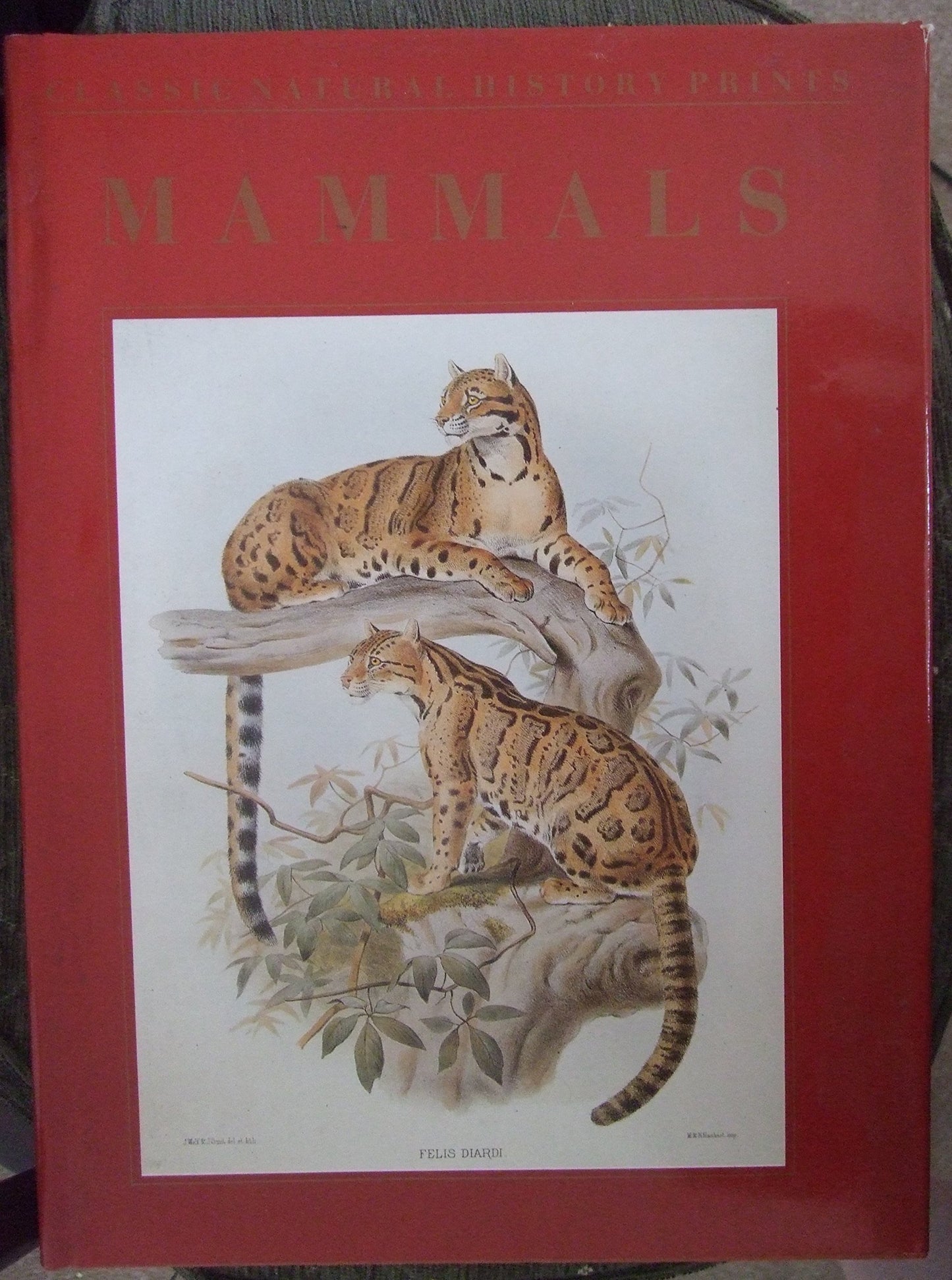 Mammals