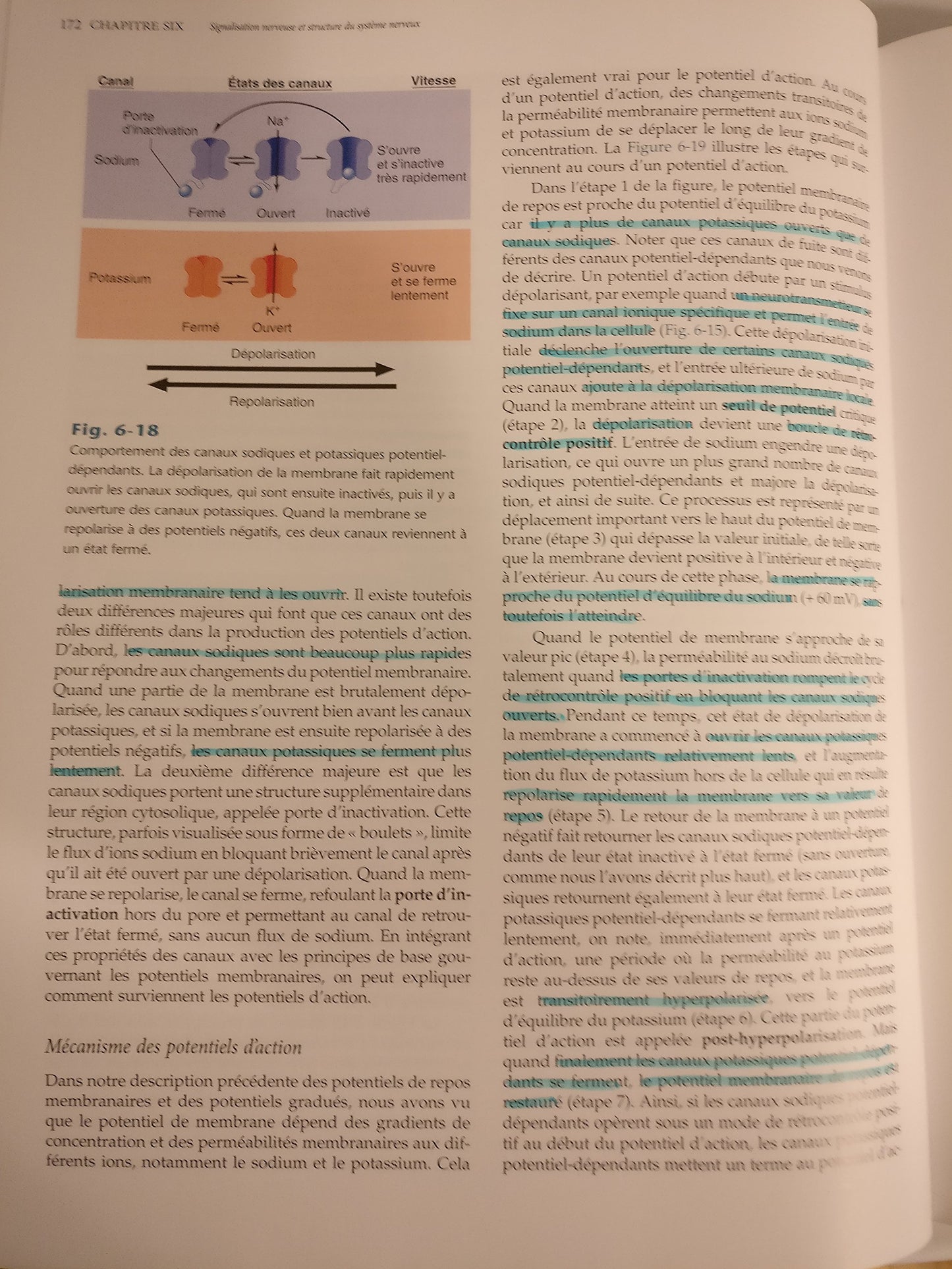 Physiologie Humaine  Les Mécanismes Du Fonctionnement De L'organisme