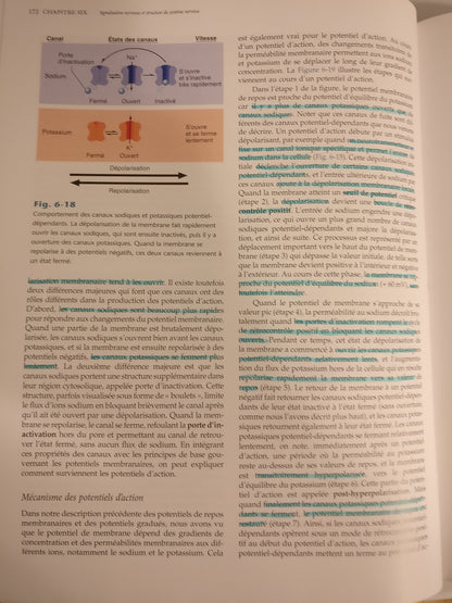 Physiologie Humaine  Les Mécanismes Du Fonctionnement De L'organisme