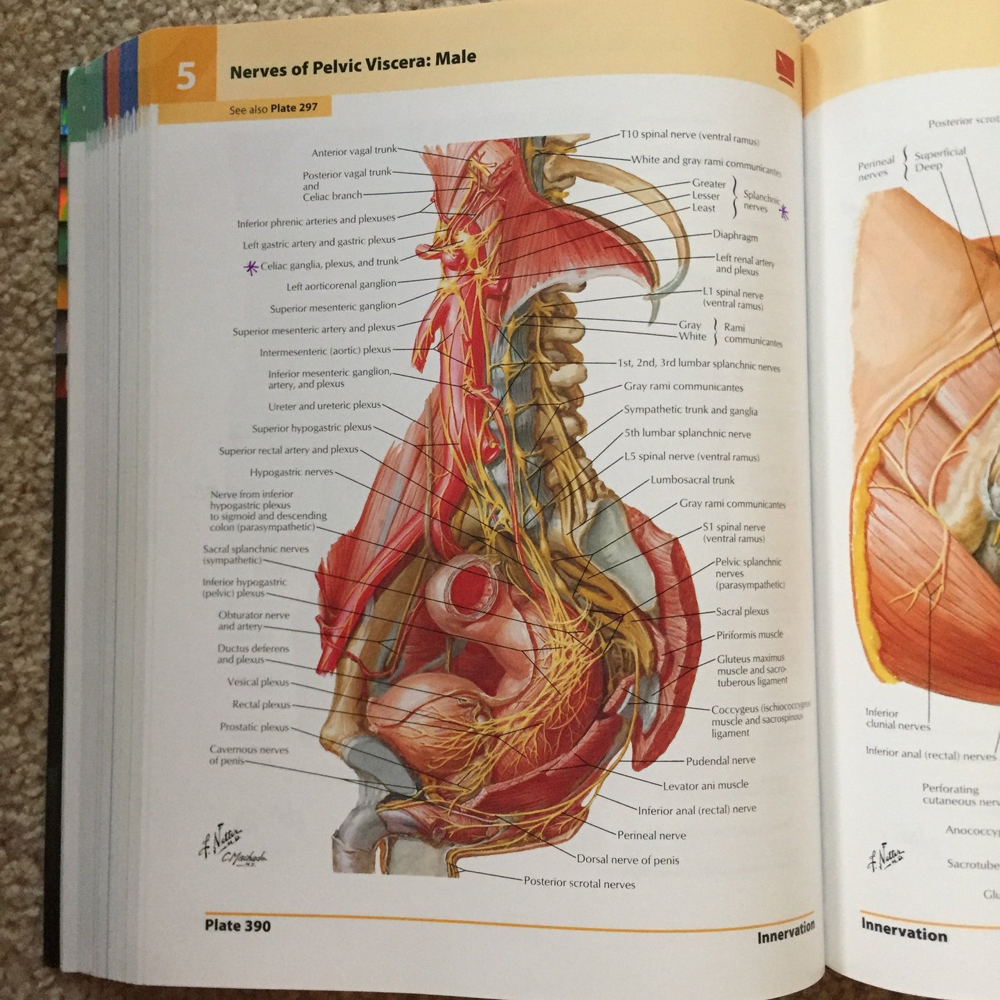 Atlas Of Human Anatomy With Student Consult Access