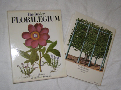 Besler Florilegium