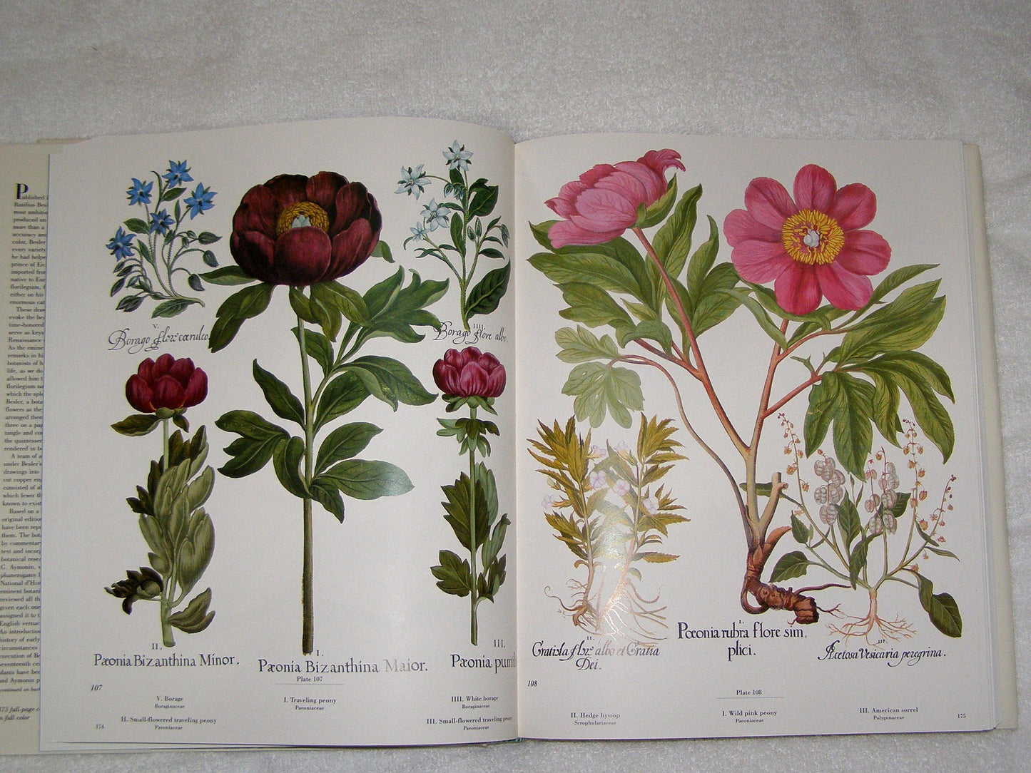 Besler Florilegium