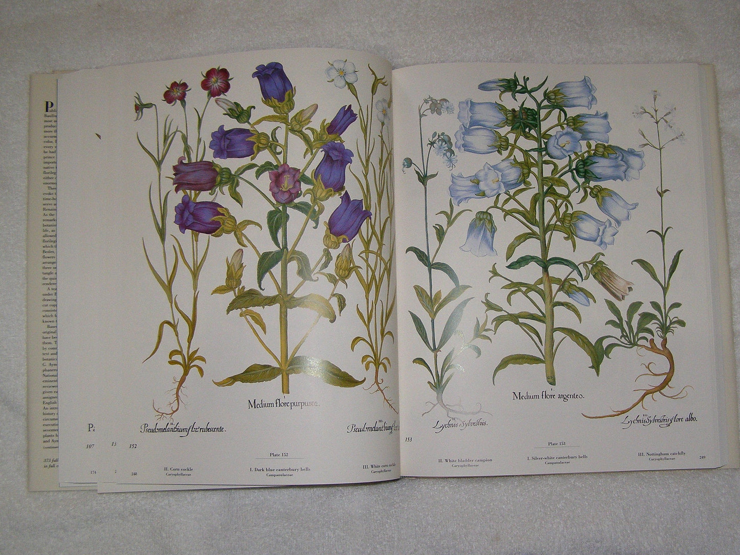 Besler Florilegium